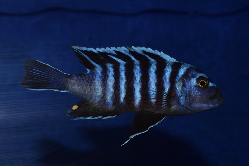 Cynotilapia zebroides 'Lupingu'